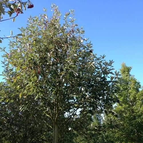 Sorbus Aria Majestica - Whitebeam 4 Sorbus Aria Majestica - Whitebeam - Image 2