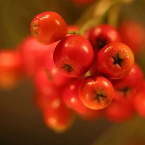 Sorbus Aria Majestica - Whitebeam 6 Sorbus Aria Majestica - Whitebeam - Image 4