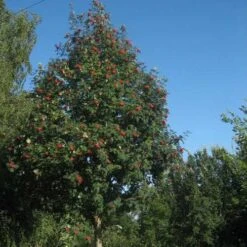 Sorbus Aucuparia Sheerwater Seedling -Fruit Garden Shop Sorbus aucuparia Sheerwater Seedling 04
