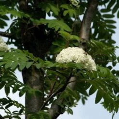 Sorbus Aucuparia Sheerwater Seedling -Fruit Garden Shop Sorbus aucuparia Sheerwater Seedling 05x