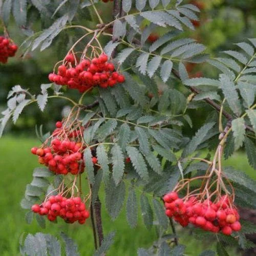 Sorbus Aucuparia Asplenifolia 3 Sorbus Aucuparia Asplenifolia