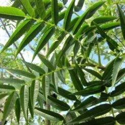 Sorbus Commixta Olympic Flame -Fruit Garden Shop Sorbus commixta Olympic Flame 02x