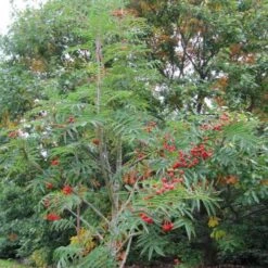 Sorbus Commixta Olympic Flame -Fruit Garden Shop Sorbus commixta Olympic Flame 03