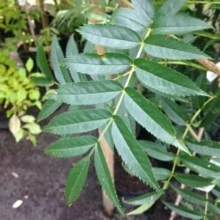 Sorbus Commixta Olympic Flame -Fruit Garden Shop Sorbus commixta Olympic Flame FF