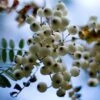 Sorbus Prattii -Fruit Garden Shop Sorbus prattii 01