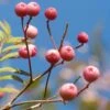 Sorbus Vilmorinii -Fruit Garden Shop Sorbus vilmorinii 01