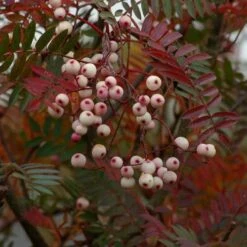 Sorbus Vilmorinii -Fruit Garden Shop Sorbus vilmorinii 02