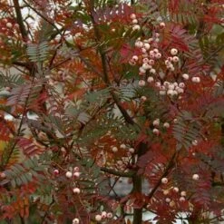 Sorbus Vilmorinii -Fruit Garden Shop Sorbus vilmorinii 04