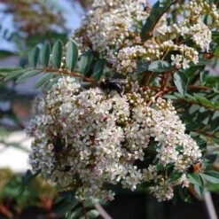 Sorbus Vilmorinii -Fruit Garden Shop Sorbus vilmorinii 05