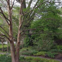 Stewartia Pseudocamellia Koreane - Korean Stewartia -Fruit Garden Shop Stewartia pseudocamellia Koreane 02