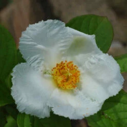 Stewartia Pseudocamellia Koreane - Korean Stewartia -Fruit Garden Shop Stewartia pseudocamellia Koreane 05