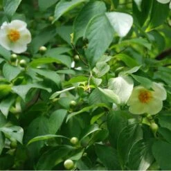 Stewartia Pseudocamellia Koreane - Korean Stewartia -Fruit Garden Shop Stewartia pseudocamellia Koreane 06