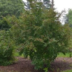 Stewartia Pseudocamellia Koreane - Korean Stewartia -Fruit Garden Shop Stewartia pseudocamellia Koreane 07