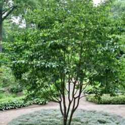 Stewartia Sinensis - Chinese Stewartia -Fruit Garden Shop Stewartia sinensis 03