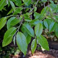 Stewartia Sinensis - Chinese Stewartia -Fruit Garden Shop Stewartia sinensis 05