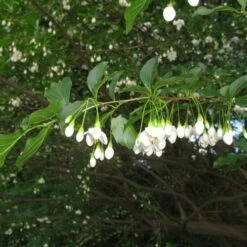 Styrax Japonica - Japanese Snowbell -Fruit Garden Shop Styrax japonicus 02