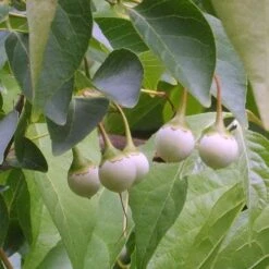 Styrax Japonica - Japanese Snowbell -Fruit Garden Shop Styrax japonicus 06