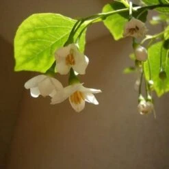 Styrax Japonica - Japanese Snowbell -Fruit Garden Shop Styrax japonicus 07