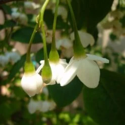 Styrax Japonica - Japanese Snowbell -Fruit Garden Shop Styrax japonicus 08