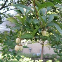 Styrax Japonica - Japanese Snowbell -Fruit Garden Shop Styrax japonicus 09