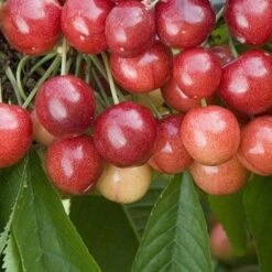 Cherry Sweetheart -Fruit Garden Shop Sweetheart Cherry03