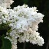 Syringa Vulgaris Mme Lemoine -Fruit Garden Shop Syringa vulgaris Madame Lemoine 01