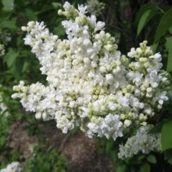 Syringa Vulgaris Mme Lemoine -Fruit Garden Shop Syringa vulgaris Madame Lemoine 03