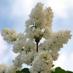 Syringa Vulgaris Mme Lemoine -Fruit Garden Shop Syringa vulgaris Madame Lemoine 05