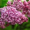 Syringa Vulgaris Sensation -Fruit Garden Shop Syringa vulgaris Sensation 01