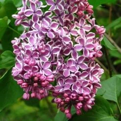 Syringa Vulgaris Sensation -Fruit Garden Shop Syringa vulgaris Sensation 02