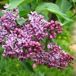 Syringa Vulgaris Sensation -Fruit Garden Shop Syringa vulgaris Sensation 03