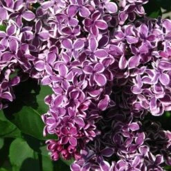 Syringa Vulgaris Sensation -Fruit Garden Shop Syringa vulgaris Sensation 04