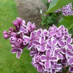 Syringa Vulgaris Sensation -Fruit Garden Shop Syringa vulgaris Sensation 05