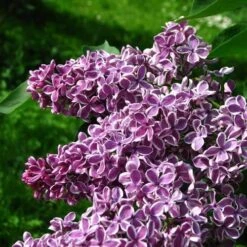 Syringa Vulgaris Sensation -Fruit Garden Shop Syringa vulgaris Sensation 07