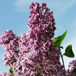 Syringa Vulgaris Sensation -Fruit Garden Shop Syringa vulgaris Sensation 09
