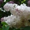 Syringa Vulgaris Beauty Of Moscow 1 Syringa Vulgaris Beauty Of Moscow -Fruit Garden Shop Syringa Krasavitsa Moskvy 14