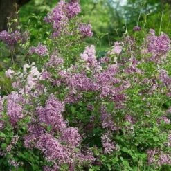 Syringa Vulgaris Beauty Of Moscow -Fruit Garden Shop Syringa vulgaris Beauty of Moscow 01x