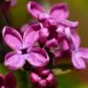 Syringa Vulgaris Charles Joly -Fruit Garden Shop Syringa vulgaris Charles Joly 01
