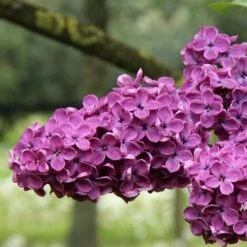 Syringa Vulgaris Charles Joly -Fruit Garden Shop Syringa vulgaris Charles Joly 03x