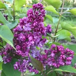 Syringa Vulgaris Prince Wolkonsky -Fruit Garden Shop Syringa vulgaris Prince Wolkonsky02