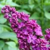 Syringa Vulgaris Prince Wolkonsky -Fruit Garden Shop Syringa vulgaris Prince Wolkonsky03