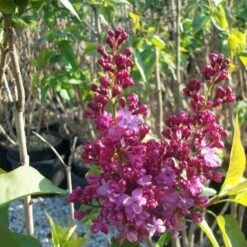 Syringa Vulgaris Prince Wolkonsky -Fruit Garden Shop Syringa vulgaris Prince Wolkonsky04