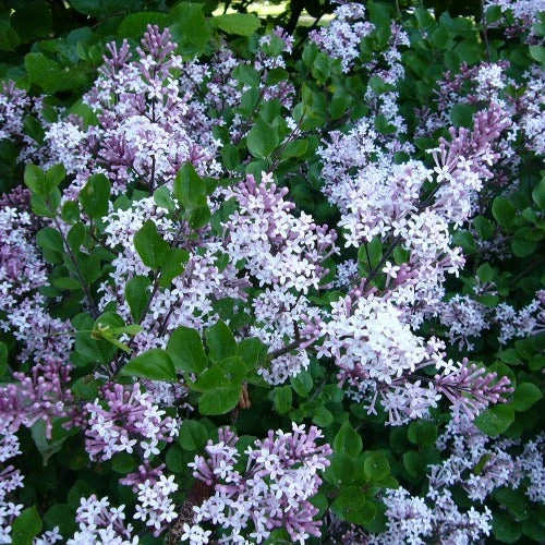 Syringa Meyeri Palibin 3 Syringa Meyeri Palibin