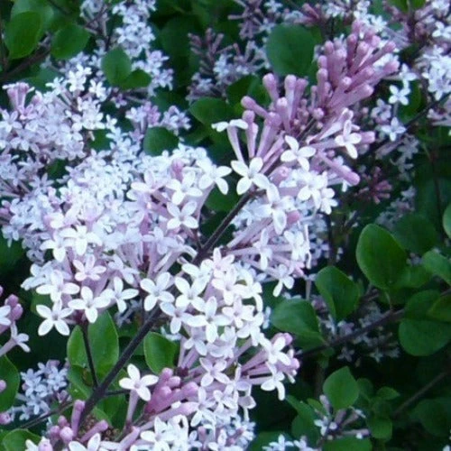 Syringa Meyeri Palibin 4 Syringa Meyeri Palibin - Image 2