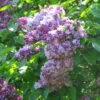 Syringa Vulgaris Katherine Havemeyer -Fruit Garden Shop Syringav. Katherinehavemeyer 1
