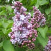 Syringa Vulgaris Michel Buchner -Fruit Garden Shop Syringav. Michelbuchner 2