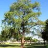 Taxodium Mucronatum - Montezuma Cypress 1 Taxodium Mucronatum - Montezuma Cypress -Fruit Garden Shop Taxodium mucronatum 04