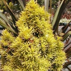 Taxus Baccata Standishii -Fruit Garden Shop Taxus baccata Standishii 03