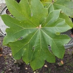 Tetrapanax Papyrifer Rex -Fruit Garden Shop Tetrapanax papifera Rex FF 1