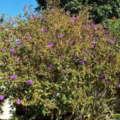 Tibouchina Urvilleana -Fruit Garden Shop Tibouchina urvilleana 3
